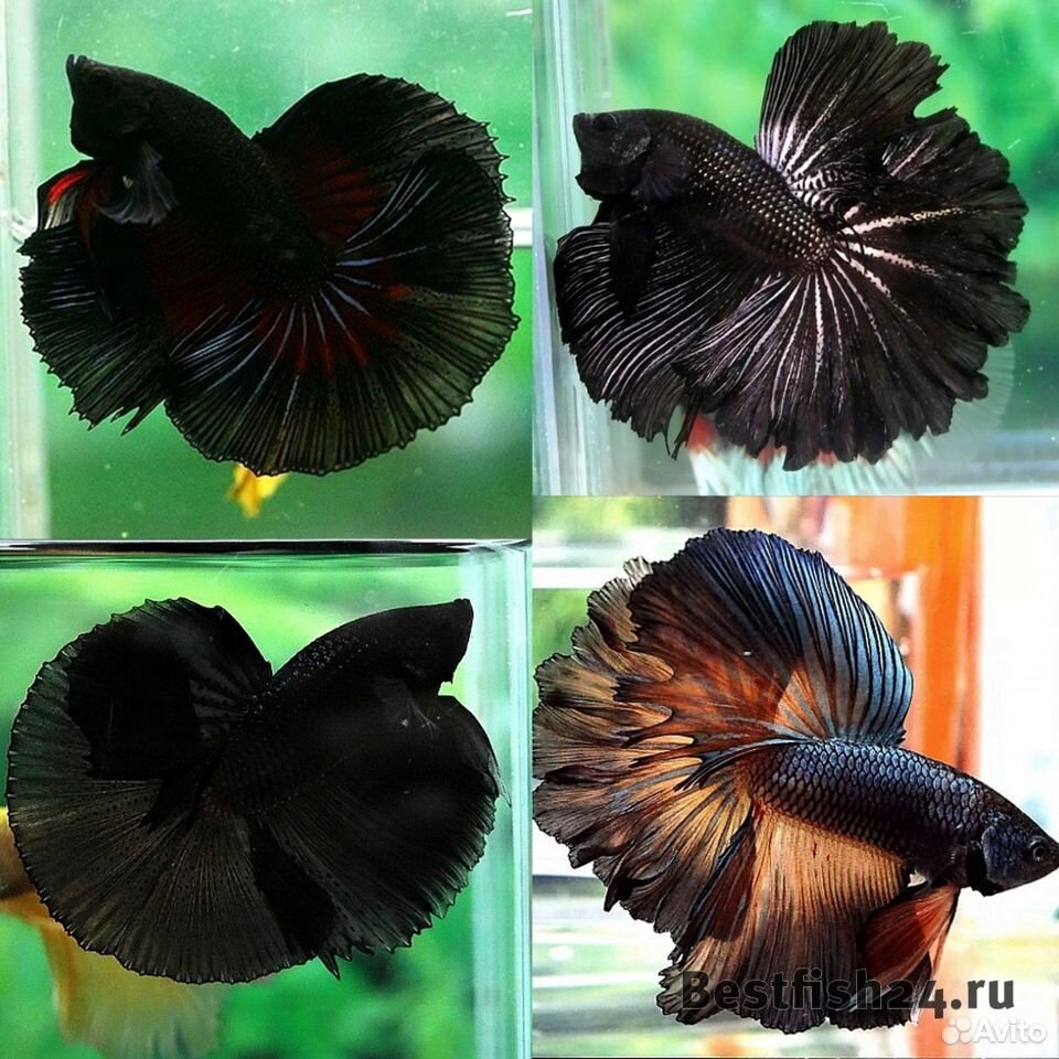 Рыбка петушок (Betta Splendens), Халф Мун