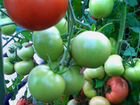 Качественная рассада томатов и перца объявление продам