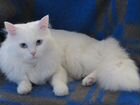Ангорский белый кот для вязки объявление продам