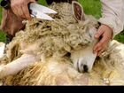 Стрижка овец объявление продам