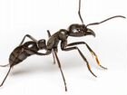 Уничтожение тараканов, клопов, муравьев, блох объявление продам