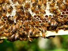 Семьи пчел, рои объявление продам