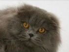 Продам котят шотландской кошки объявление продам