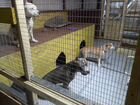 Гостиница для собак Akita Dog School объявление продам