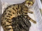Котенок-кошечка от бенгальской кошки объявление продам