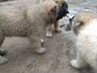 Щенки кавказской овчарки объявление продам