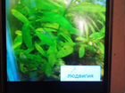Аквариумные креветки и растения в аквариум объявление продам