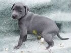 Голубой щенок левретки объявление продам