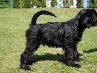 Продается черный щенок миттельшнауцер объявление продам