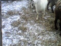 Дойные козы молочной породы.кролихи
