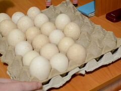 Инкубационное яйцо индюшиное породы белая широкогр