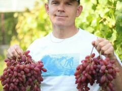Саженцы винограда лучших сортов(вегетирующие)