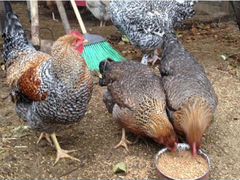 Билефельдеры (инкубационные яйца, цыплята, петухи)