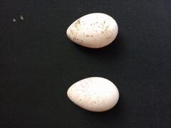 Яйца индюшки инкубационные домашние