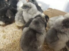 Цыплята несушек простых и голубых яиц