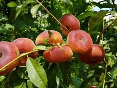Саженцы персика в Крыму