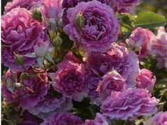 Саженцы роз всех видов и японские в горшках