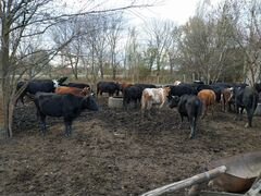 Коровы и телята