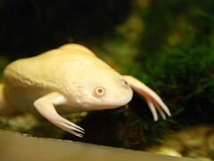 Лягушка альбинос