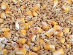 Пшеница - кукуруза вперемешку 1 тонна