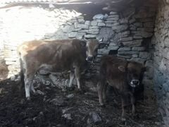 Корова с телёнком