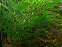 Растения в акваиум