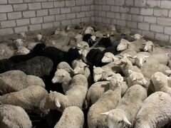 Овцы барашки