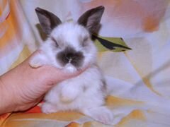 Вислоухий крольчонок-верный друг:)