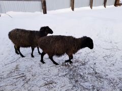 Курдючные суягные овцы