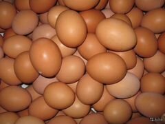 Инкубационное яйцо хайсекс браун