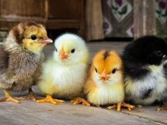 Суточные цыплята бройлеры и другие виды домашней п