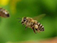 Продам семьи пчёл