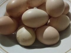 Яйцо инкубационное кур мясо-яичного направления "Б
