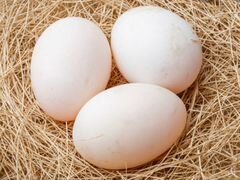 Инкубационные яйца гусиные и куриные