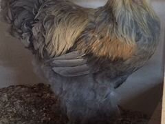 Инкубационное яйцо Брама Изабель,цыплята