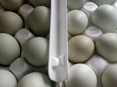 Инкубационное яйцо амераукан