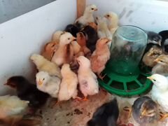 Цыплята 10 дней