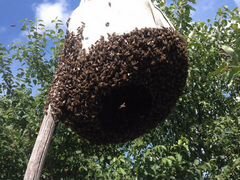 Пчёлы пчелосемья