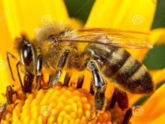 Приму в хорошие руки пчелосемьи