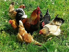 Цыплята деревенские, бройлер, куры
