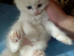 Котик белый, с голубыми глазками. Очень красивый