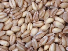 Семена пшеницы, ячменя