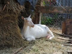 Зааненская взрослая дойная коза и козочка 2 месяца