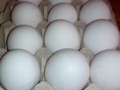 Яйцо инкубационное кур породы Леггорн
