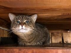 Кошка в Егорьевске ищет новый дом