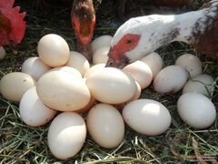 Яйца индоутки для инкубации
