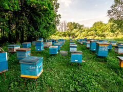 Продаются пчелосемьи и пчелоинвентарь