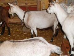 Дойных коз и козлят нубийской породы