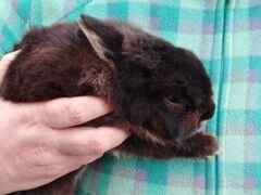 Кролик карликовый черный привитый Петергоф