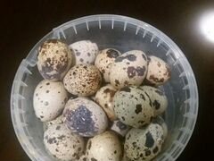 Яйца перепелиные, инкубационное
